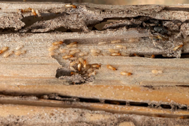 Best Pest Prevention Services  in Salem Lakes, WI